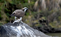 Osprey with fish