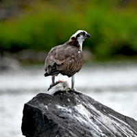 Osprey with fish