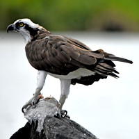 Osprey with fish