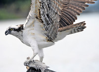 Osprey with fish