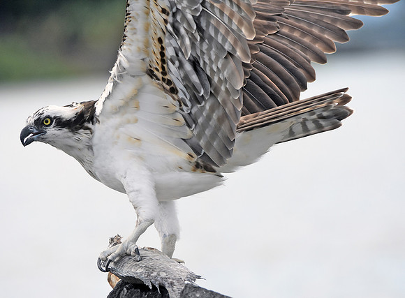 Osprey with fish