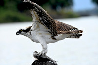 Osprey with fish