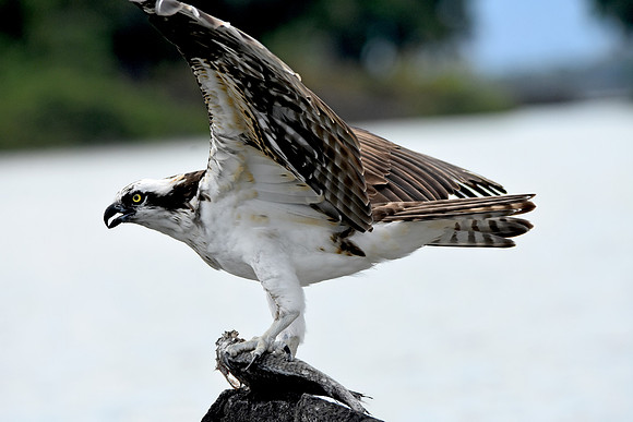 Osprey with fish