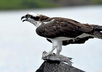 Osprey with fish