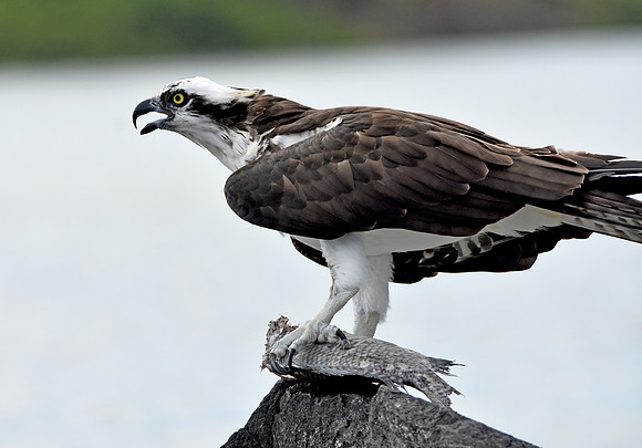 Osprey with fish