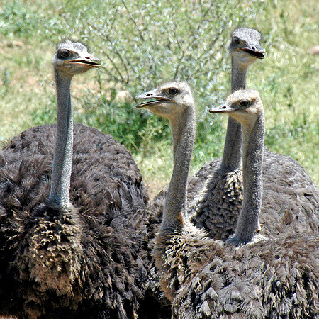 Ostriches