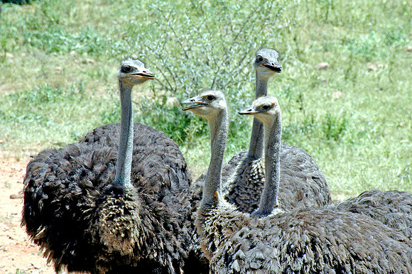 Ostrich