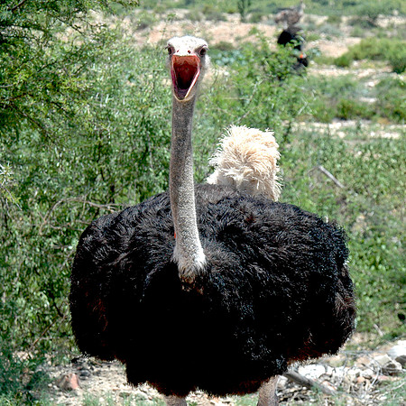 Ostrich