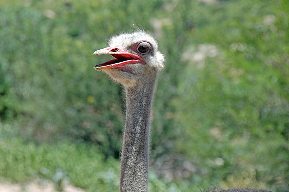 Ostrich head