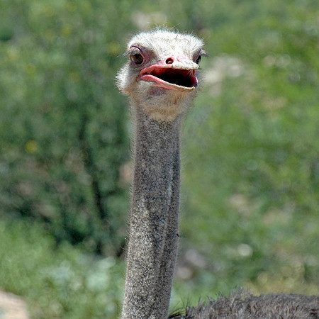 Ostrich head