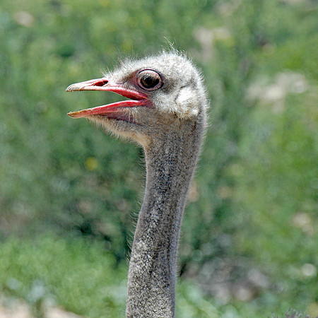 Ostrich head