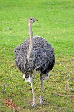 Ostrich
