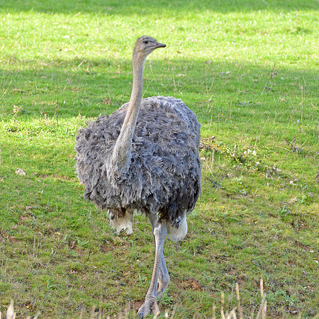 Ostrich