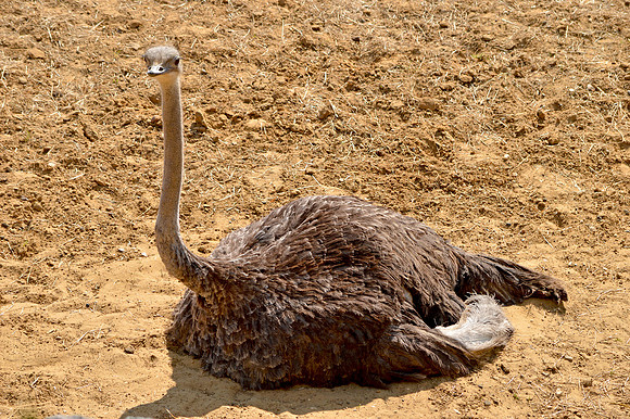 Ostrich