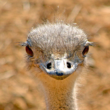 Ostrich head