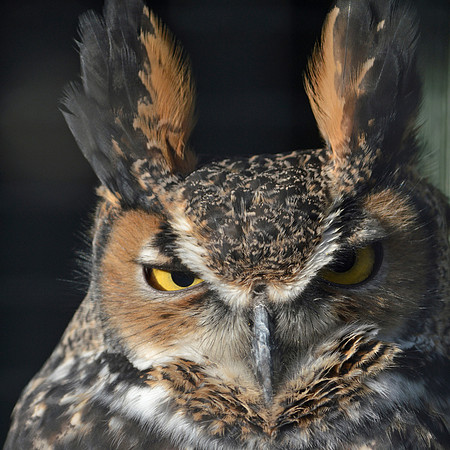 Great Horned owl
