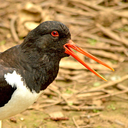 Oystercatcher