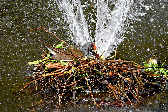 Moorhen nest