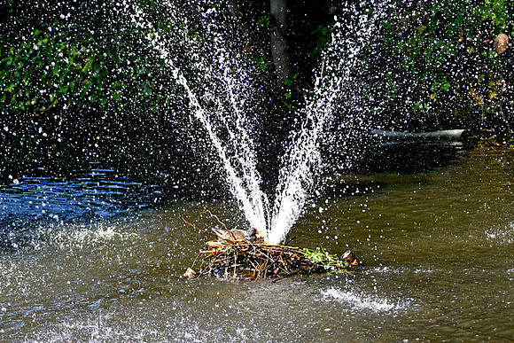 Moorhen nest