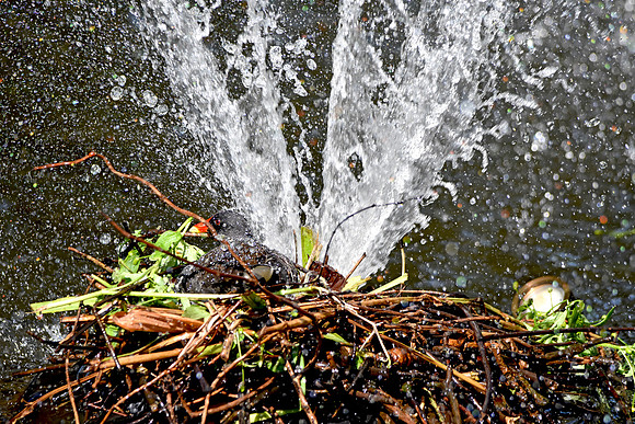 Moorhen nest