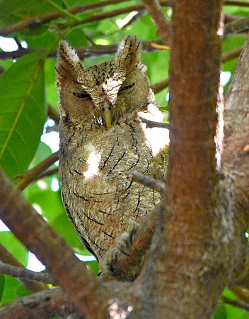 Pacific screech owl