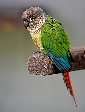 Painted conure