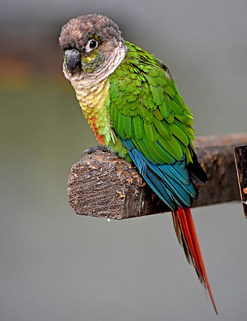 Painted conure