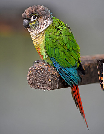 Painted conure