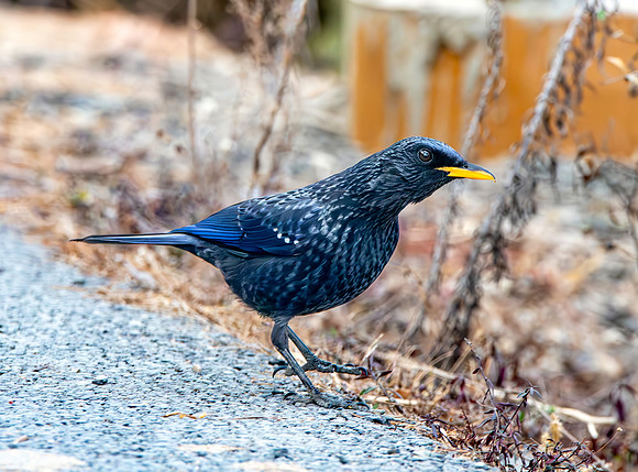 Blue whistling thrush