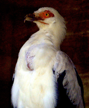 Palm nut vulture