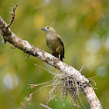Palm tanager