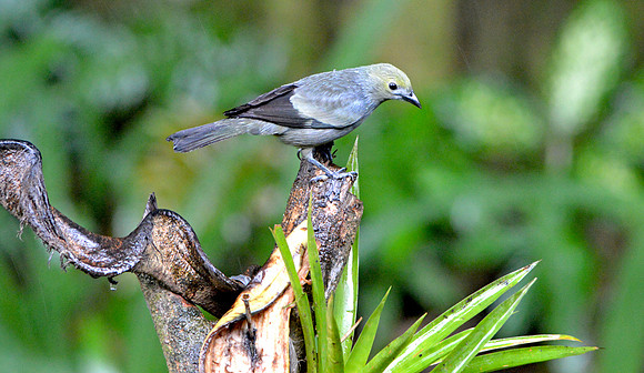 Palm tanager