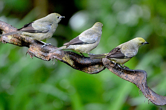 Palm tanager