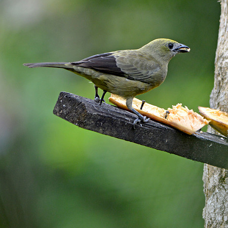 Palm tanager