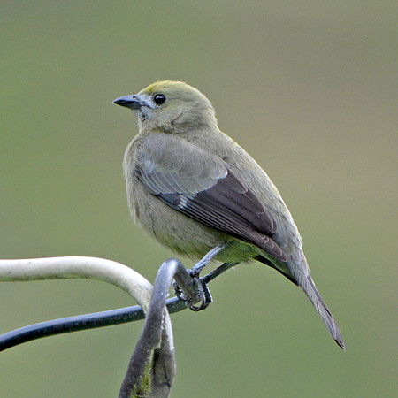 Palm tanager