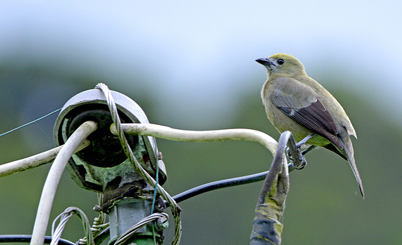 Palm tanager