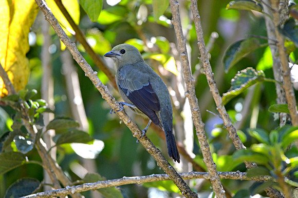 Palm tanager