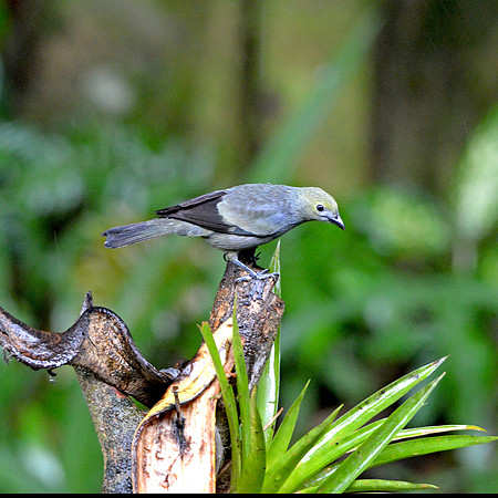 Palm tanager