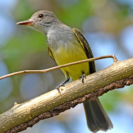 Panama flycatcher