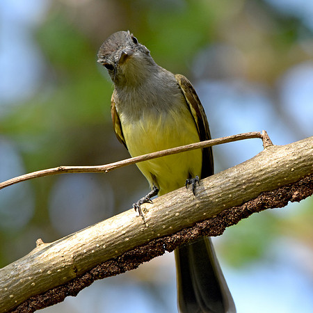 Panama flycatcher