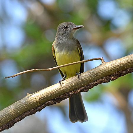 Panama flycatcher