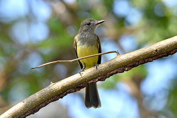 Panama flycatcher