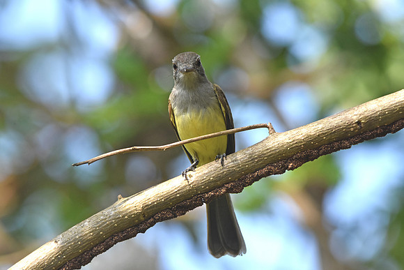 Panama flycatcher