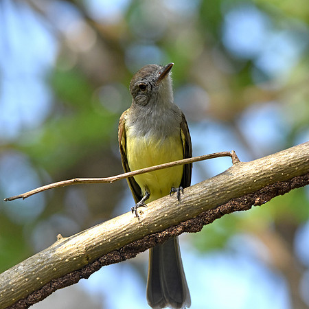 Panama flycatcher