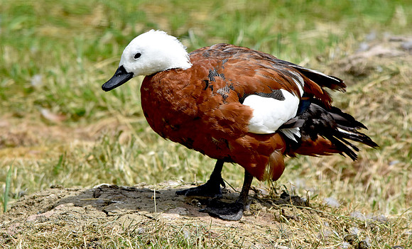Paradise shelduck, female