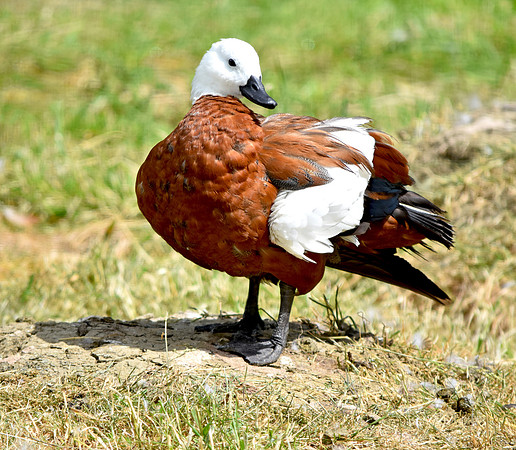Paradise shelduck, female