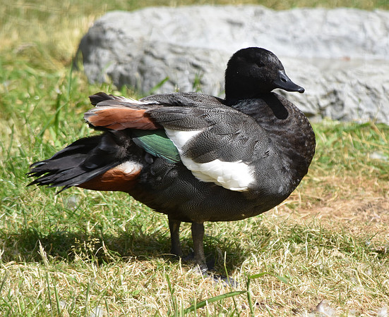 Paradise shelduck, male