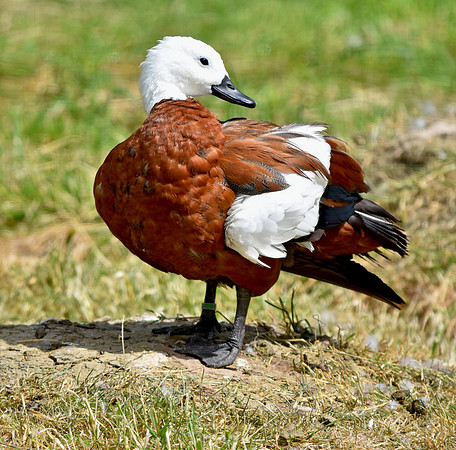 Paradise shelduck, female