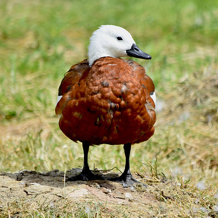 Paradise shelduck, female