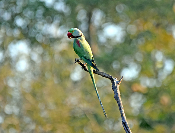 Alexandrine Parrot / Parakeet